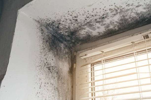 Affordable Basement Mold Removal solutions in Barnesville, GA