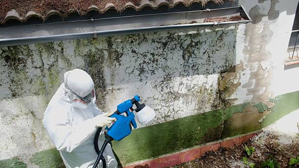 Top rated local Basement Mold Removal specialists in Barnesville, GA